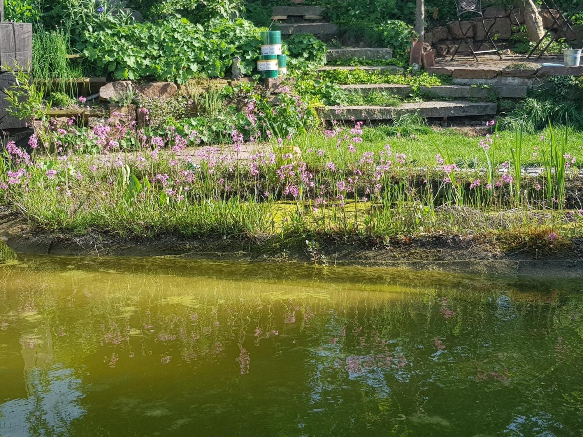 Wohnung Mit Sauna, Garten & Schwimmteich Bietigheim-Bissingen Exteriér fotografie